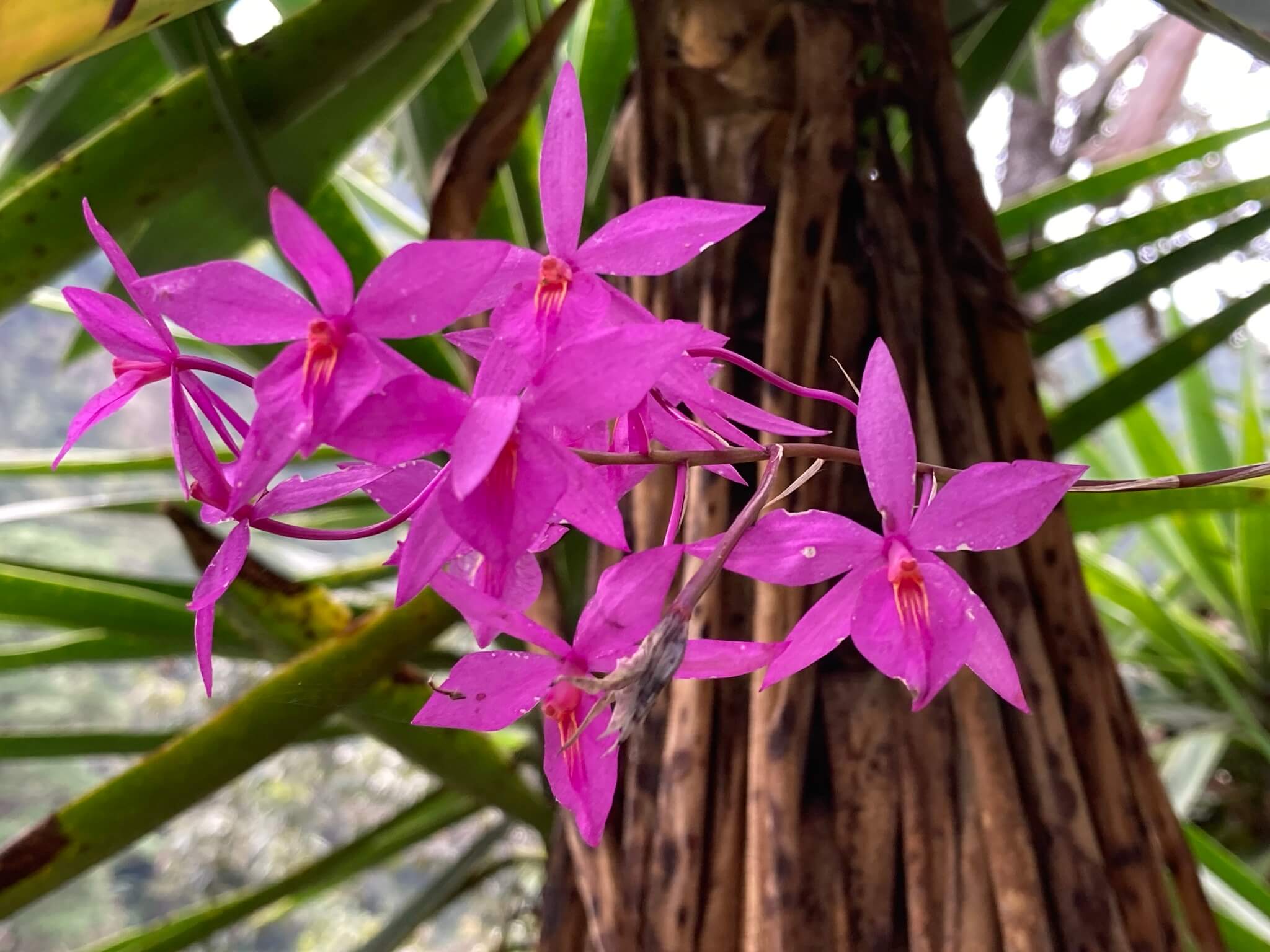 Barkeria skinneri